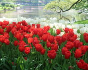 Keukenhof.