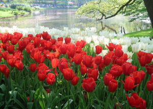 Keukenhof.