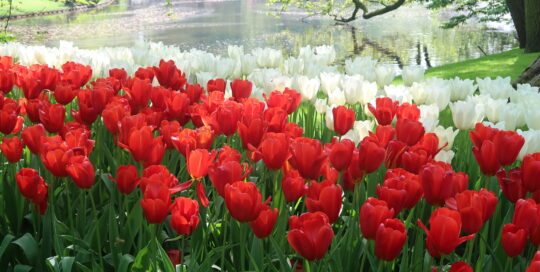 Keukenhof.
