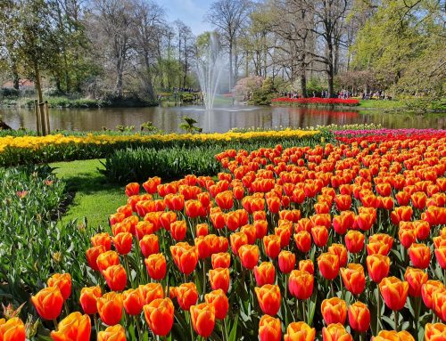 Keukenhof verrast ieder voorjaar opnieuw